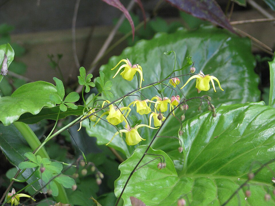 Epimedium davidii (David's Barrenwort)