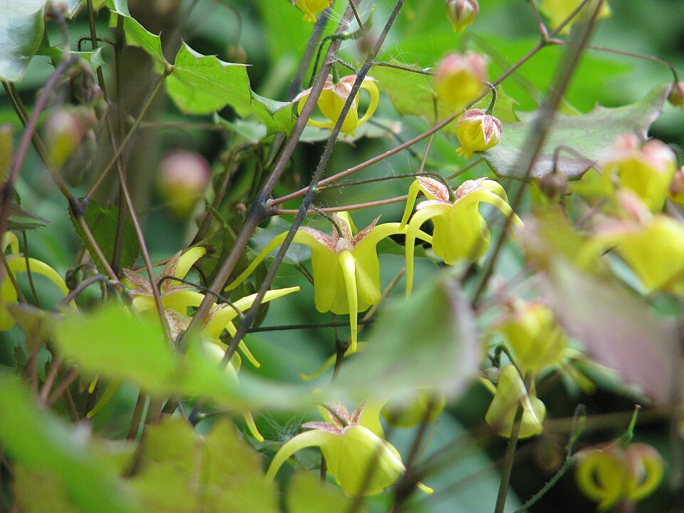 Epimedium davidii (David's Barrenwort)
