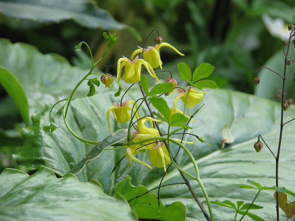 Epimedium davidii (David's Barrenwort)