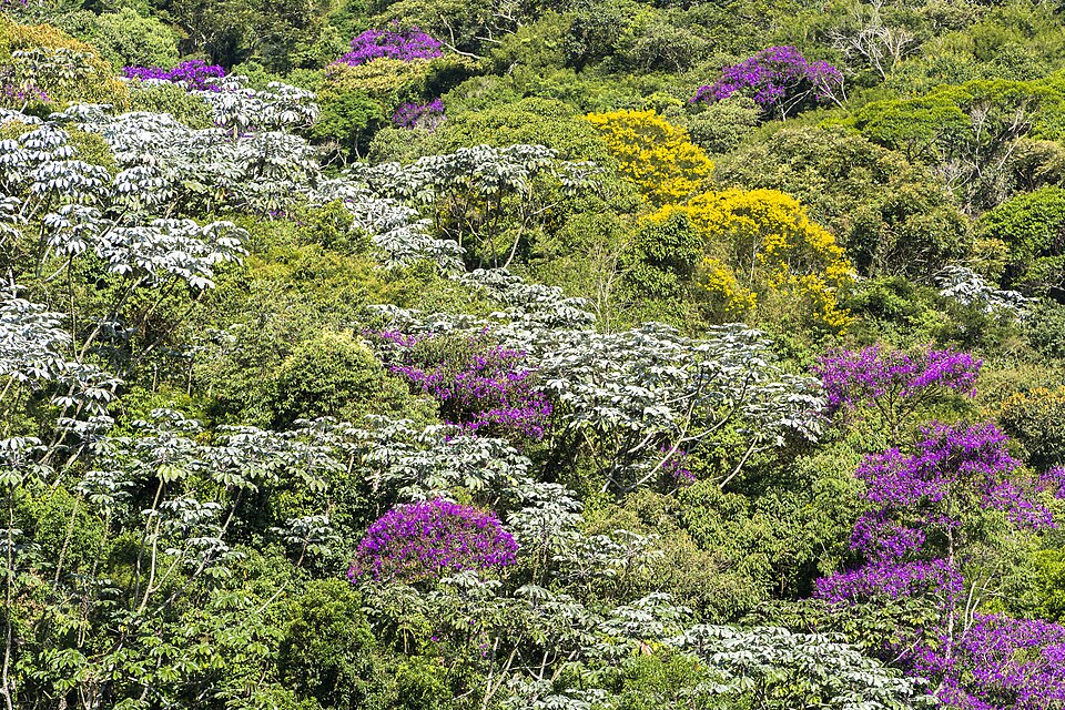 Handroanthus chrysotrichus (Golden Trumpet Tree) (alternate view 6)