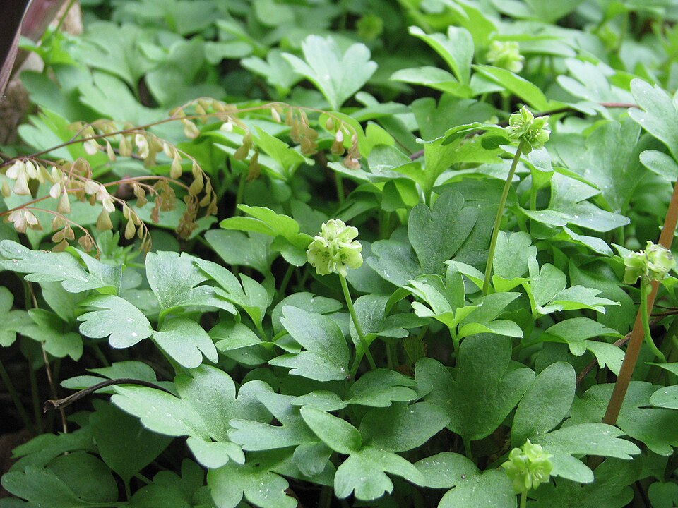 Adoxa moschatellina (Moschatel)