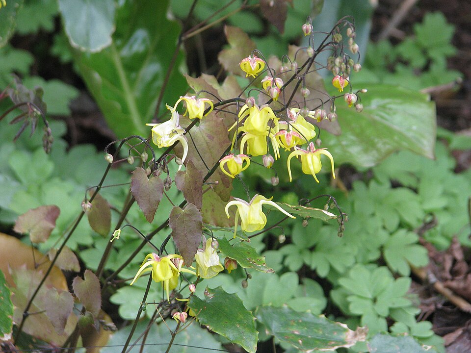 Epimedium davidii (David's Barrenwort)