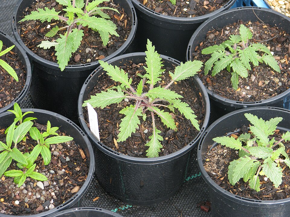 Salvia nutans (alternate view 10)