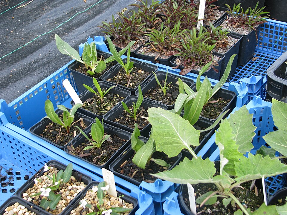 Wyethia angustifolia (Narrow Leaf Mule Ears) (alternate view 11)