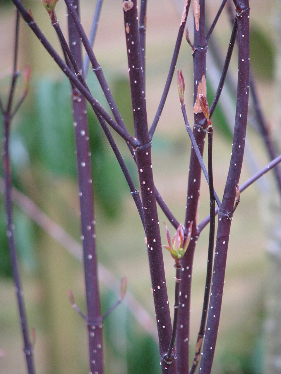 Cornus alba 'Kesselringii' (Kesselring's Dogwood) (alternate view 2)