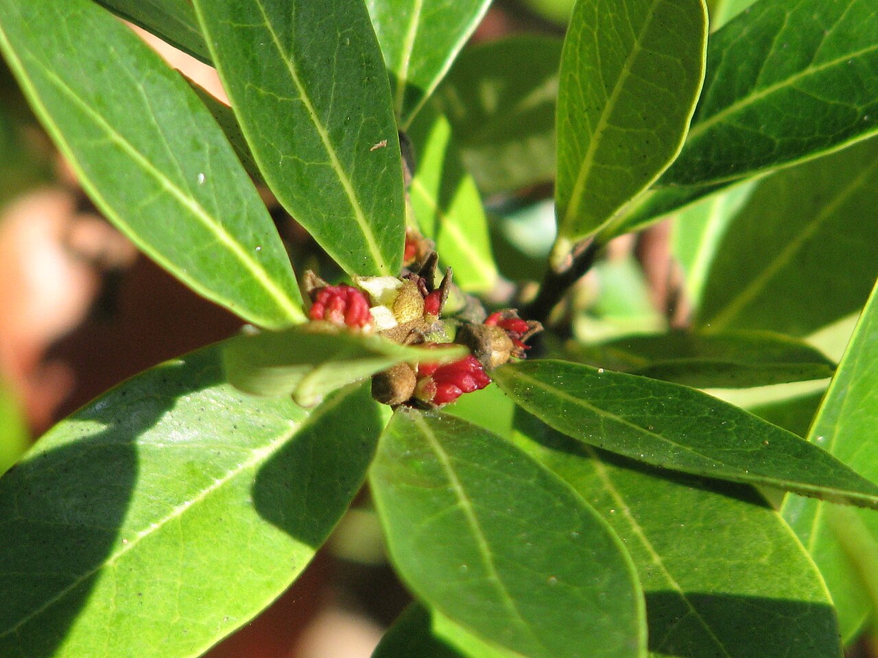 Distylium myricoides, Distylium — upright evergreen (Hamamelidaceae) (image 4 of 6)