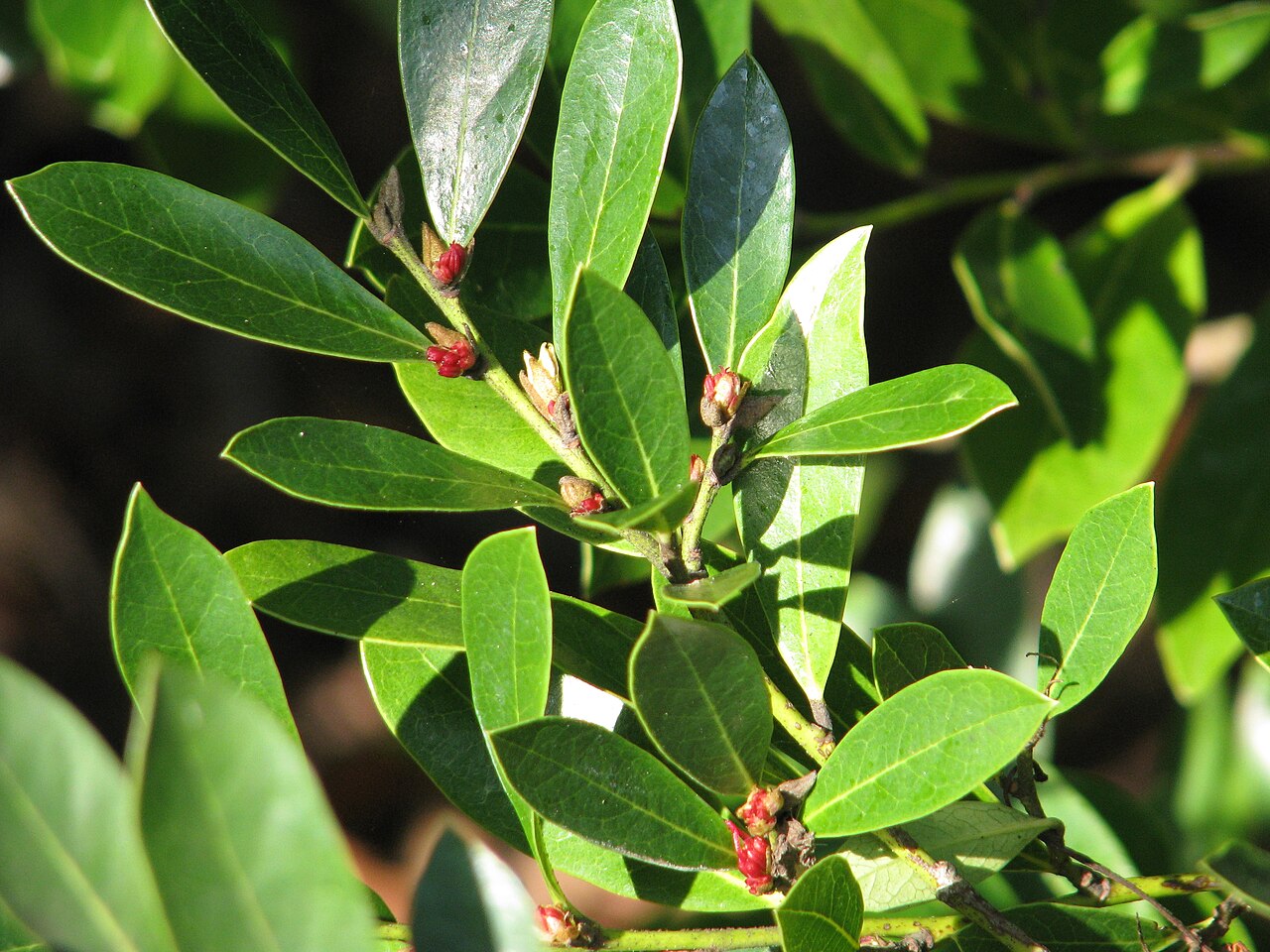 Distylium myricoides, Distylium — upright evergreen (Hamamelidaceae) (image 5 of 6)