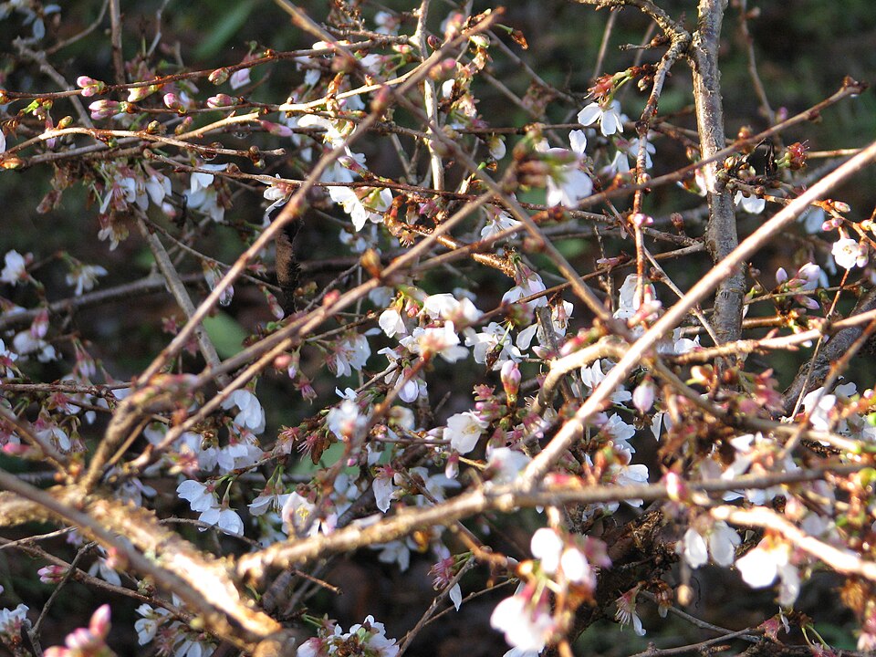 Prunus subhirtella 'Autumnalis' (Autumn Cherry Tree)