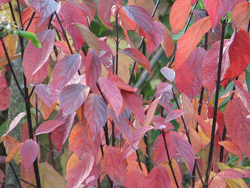 Cornus alba 'Kesselringii' (Kesselring's Dogwood) (alternate view 4)