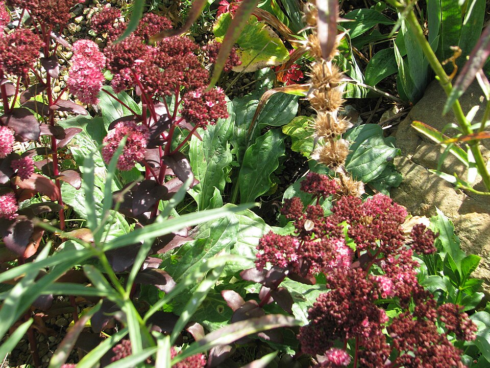Sedum 'Purple Emperor' (Purple Emperor Stonecrop)
