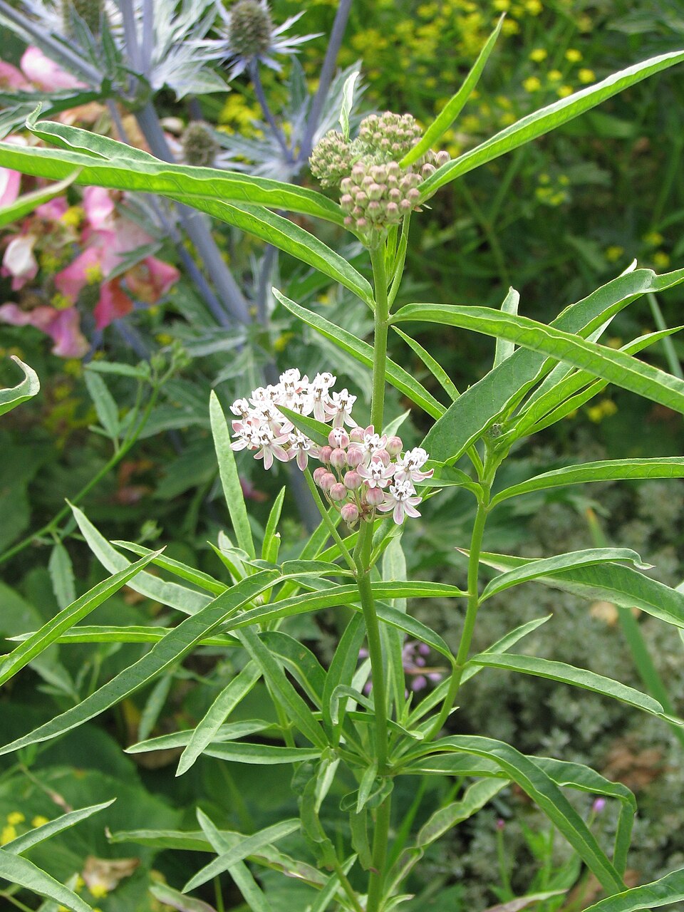 Asclepias fascicularis (Narrow-leaf Milkweed) (alternate view 10)