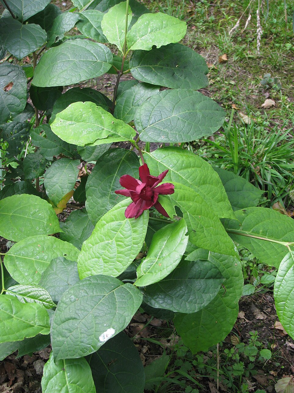 Calycanthus × raulstonii (Raulston's allspice) (alternate view 3)