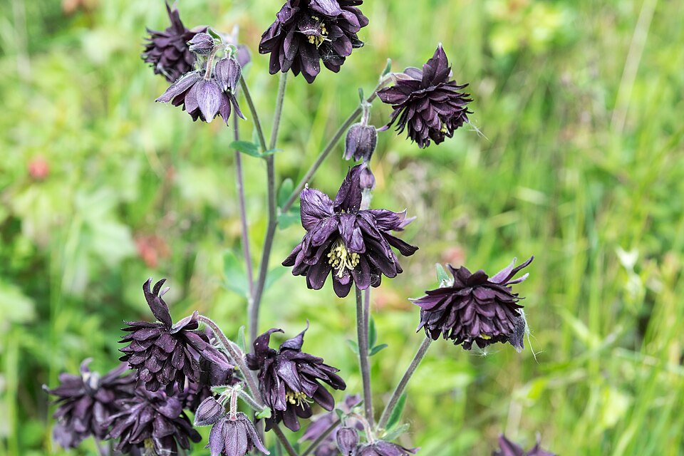 Aquilegia vulgaris var. stellata 'Black Barlow' (alternate view 2)