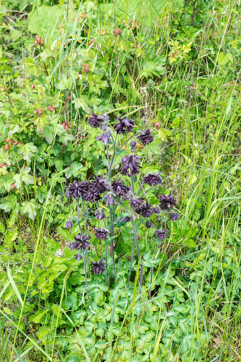 Aquilegia vulgaris var. stellata 'Black Barlow' (alternate view 3)