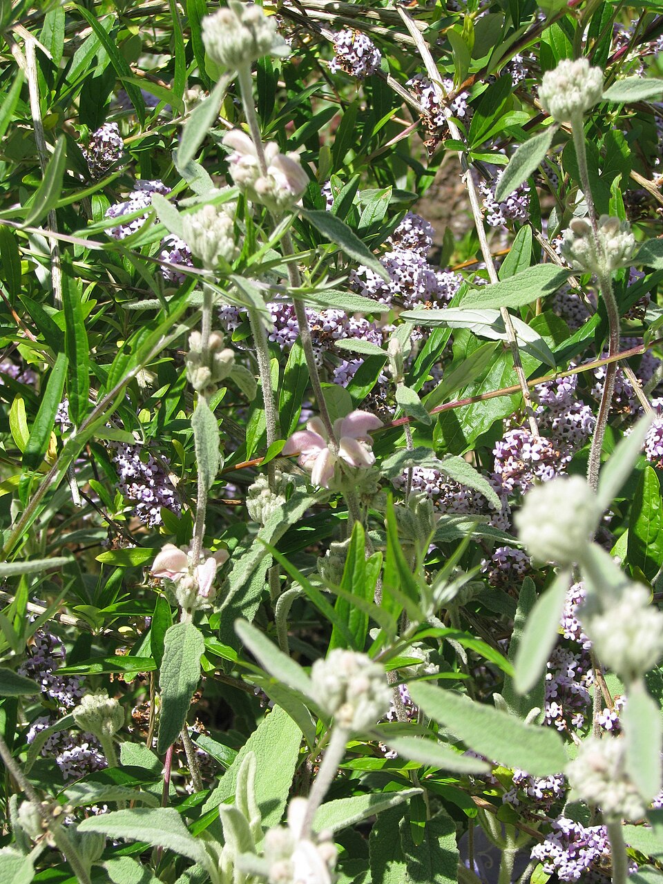 Phlomis italica (alternate view 15)