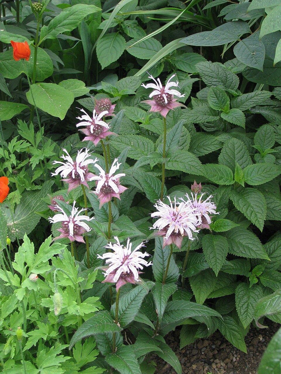 Monarda bradburiana (Eastern Bee Balm)