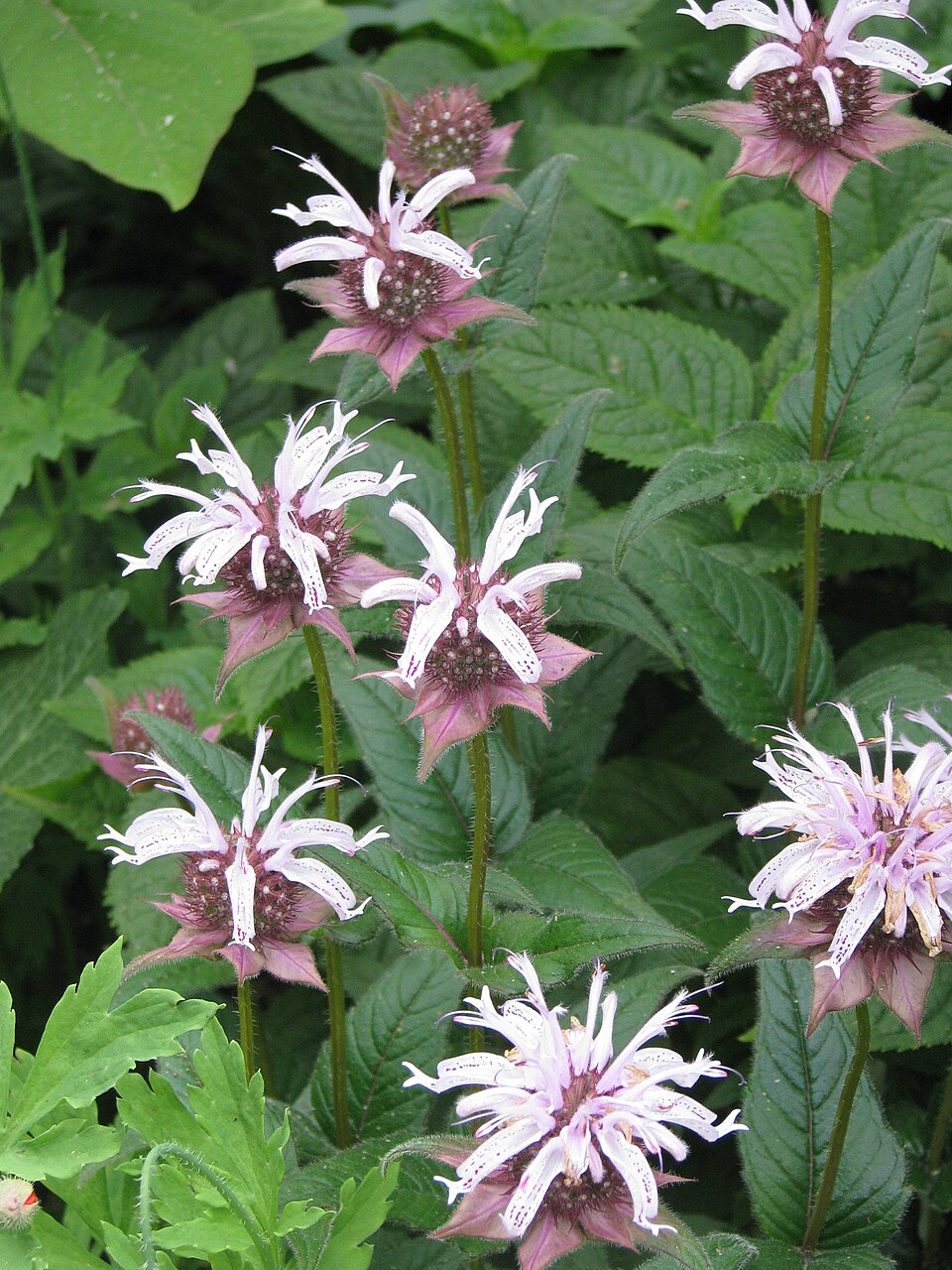 Monarda bradburiana (Eastern Bee Balm)