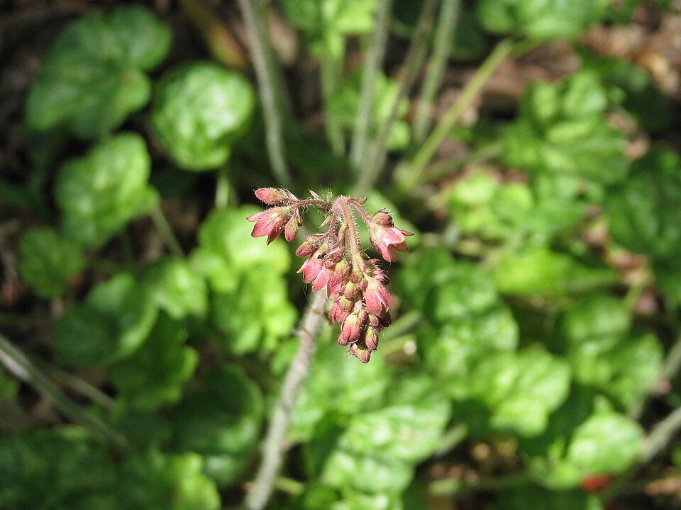 Heuchera (alumroots) (alternate view 9)