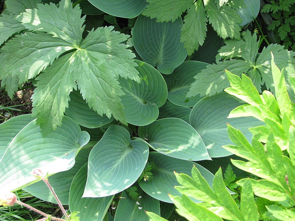 Hosta × 'Halcyon' (Halcyon Hosta) (alternate view 2)