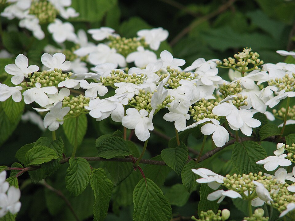 Viburnum plicatum (Japanese Snowball Bush) (alternate view 7)