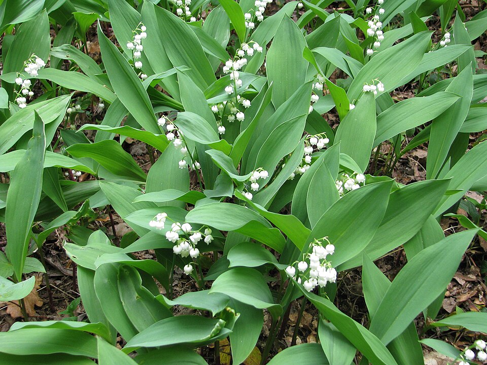 Convallaria majalis (lily of the valley) (alternate view 8)