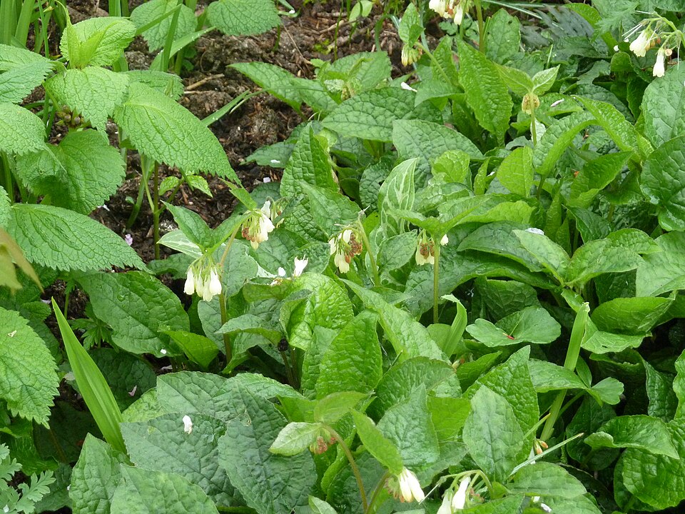 Symphytum grandiflorum (Creeping Comfrey)