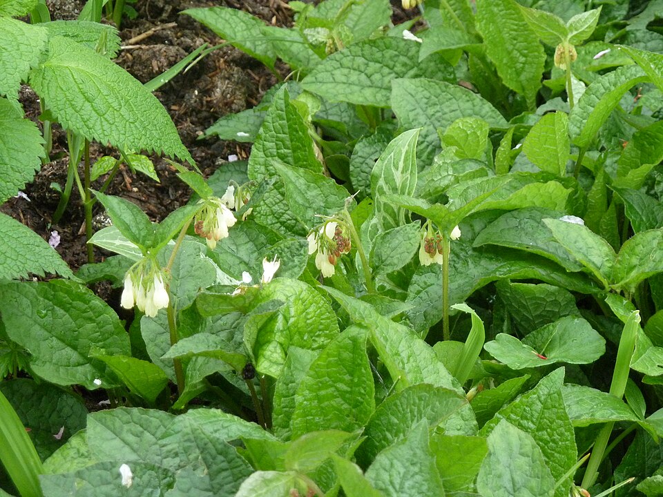 Symphytum grandiflorum (Creeping Comfrey)