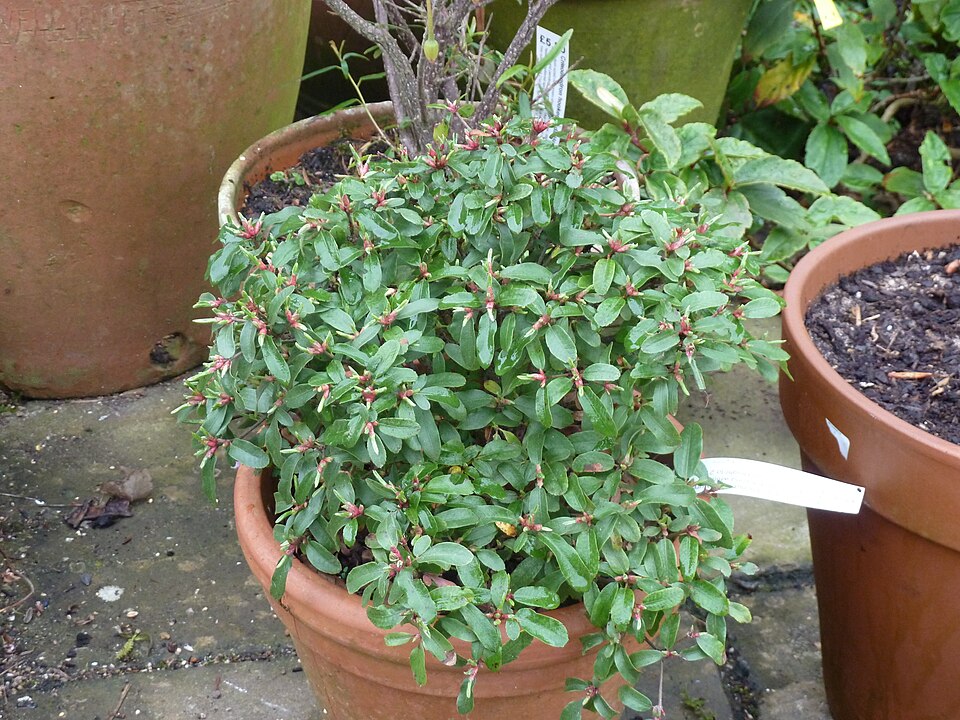 Eucryphia glutinosa (Brush Bush) (alternate view 10)