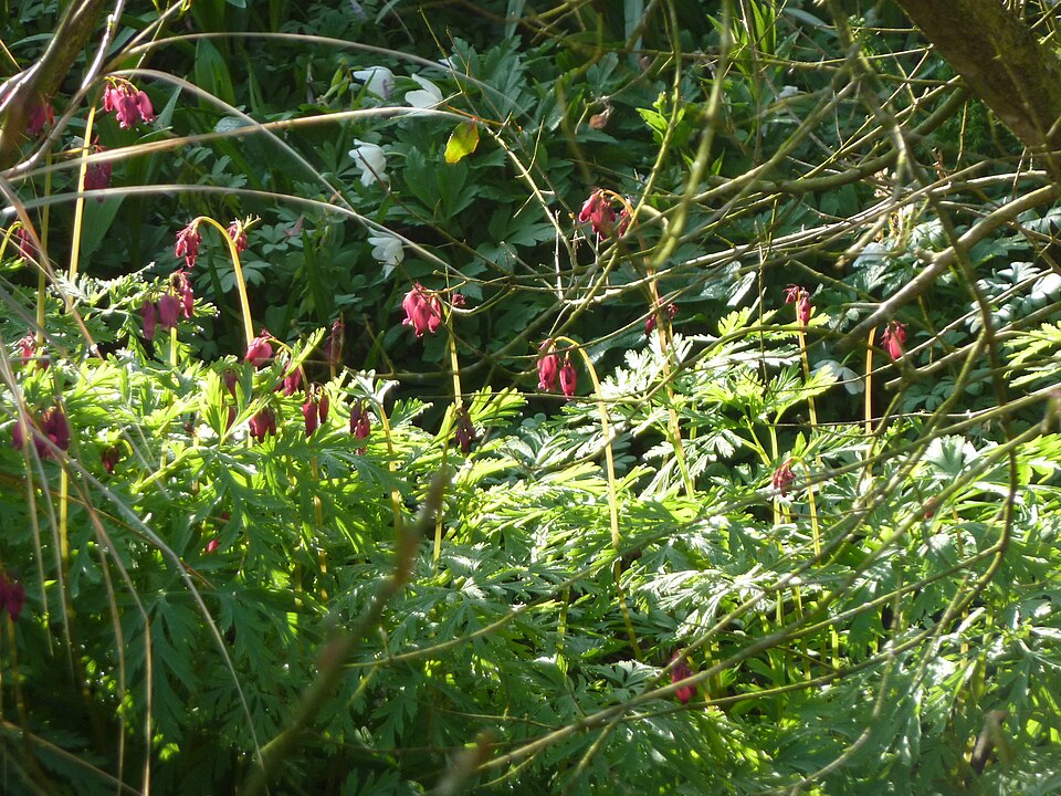 Dicentra formosa 'Bacchanal' (Bacchanal Bleeding Heart) (alternate view 2)