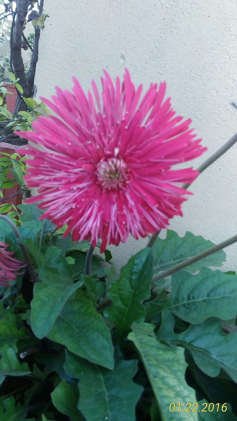 Gerbera (Gerbera Daisies) (alternate view 5)