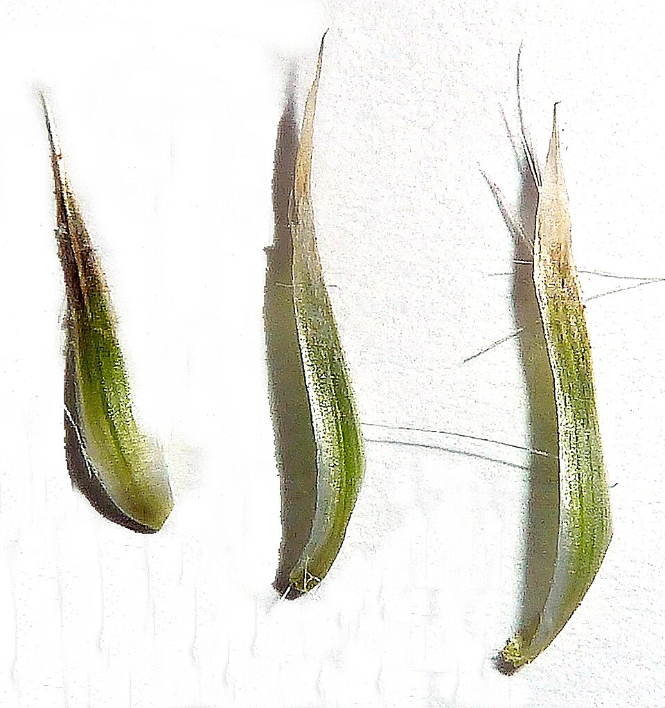 Carduus tenuiflorus (slenderflower thistle) (alternate view 8)