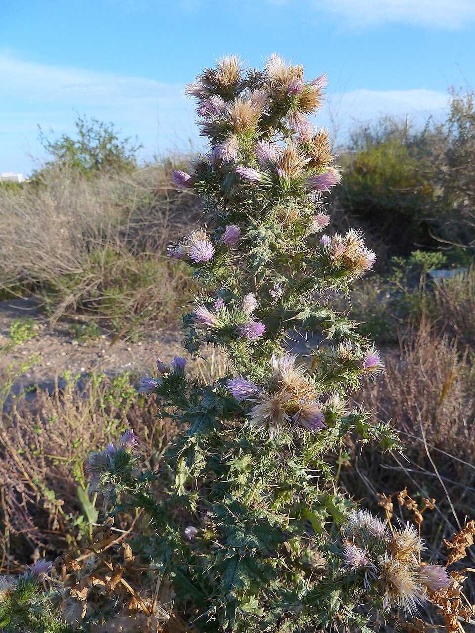 Carduus tenuiflorus (slenderflower thistle) (alternate view 9)
