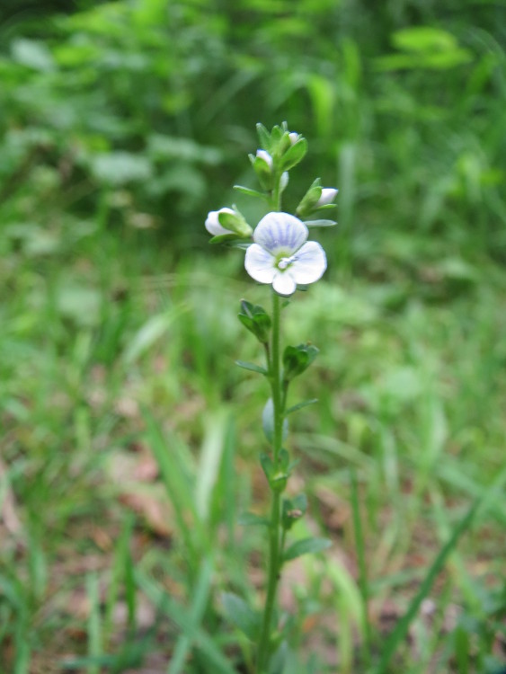 Veronica serpyllifolia (thyme-leaved speedwell)