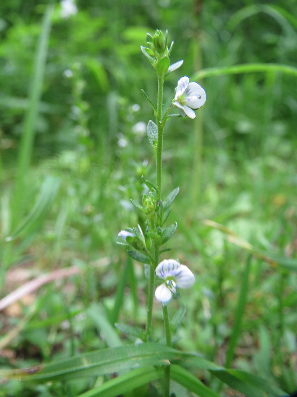 Veronica serpyllifolia (thyme-leaved speedwell)