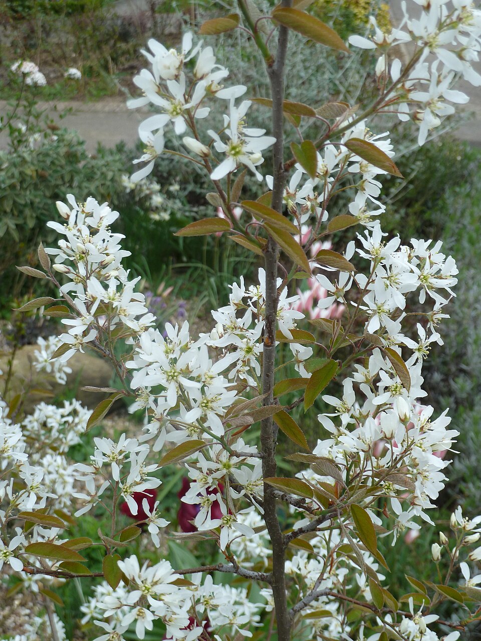 Amelanchier grandiflora (Apple Serviceberry) (alternate view 4)