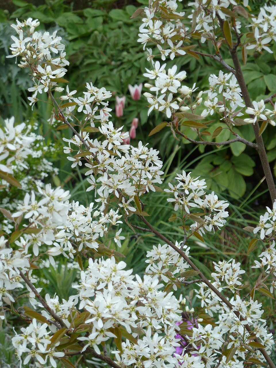 Amelanchier grandiflora (Apple Serviceberry) (alternate view 5)