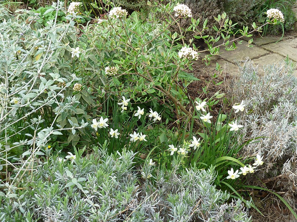 Viburnum x burkwoodii (Burkwood Viburnum) (alternate view 5)