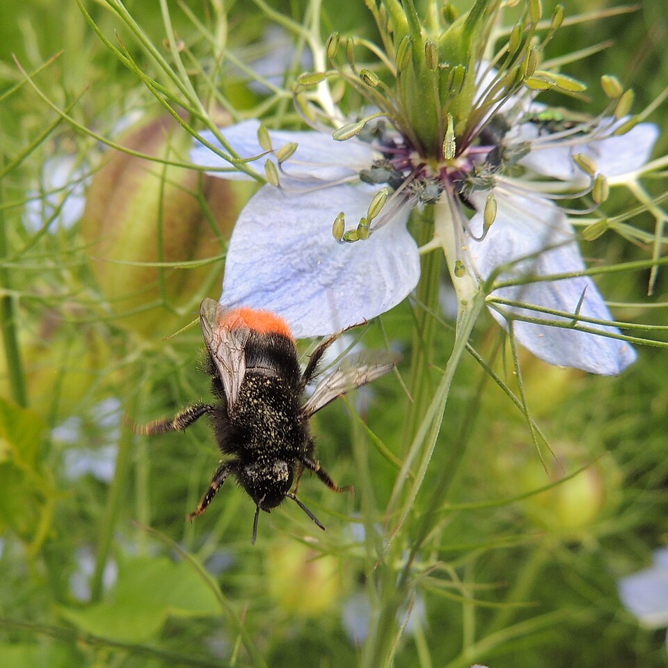 Nigella (Love-in-a-mist) (alternate view 2)