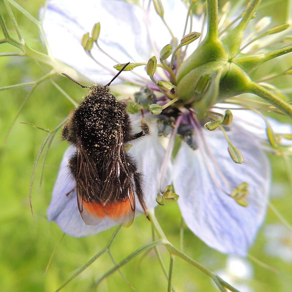 Nigella (Love-in-a-mist) (alternate view 3)