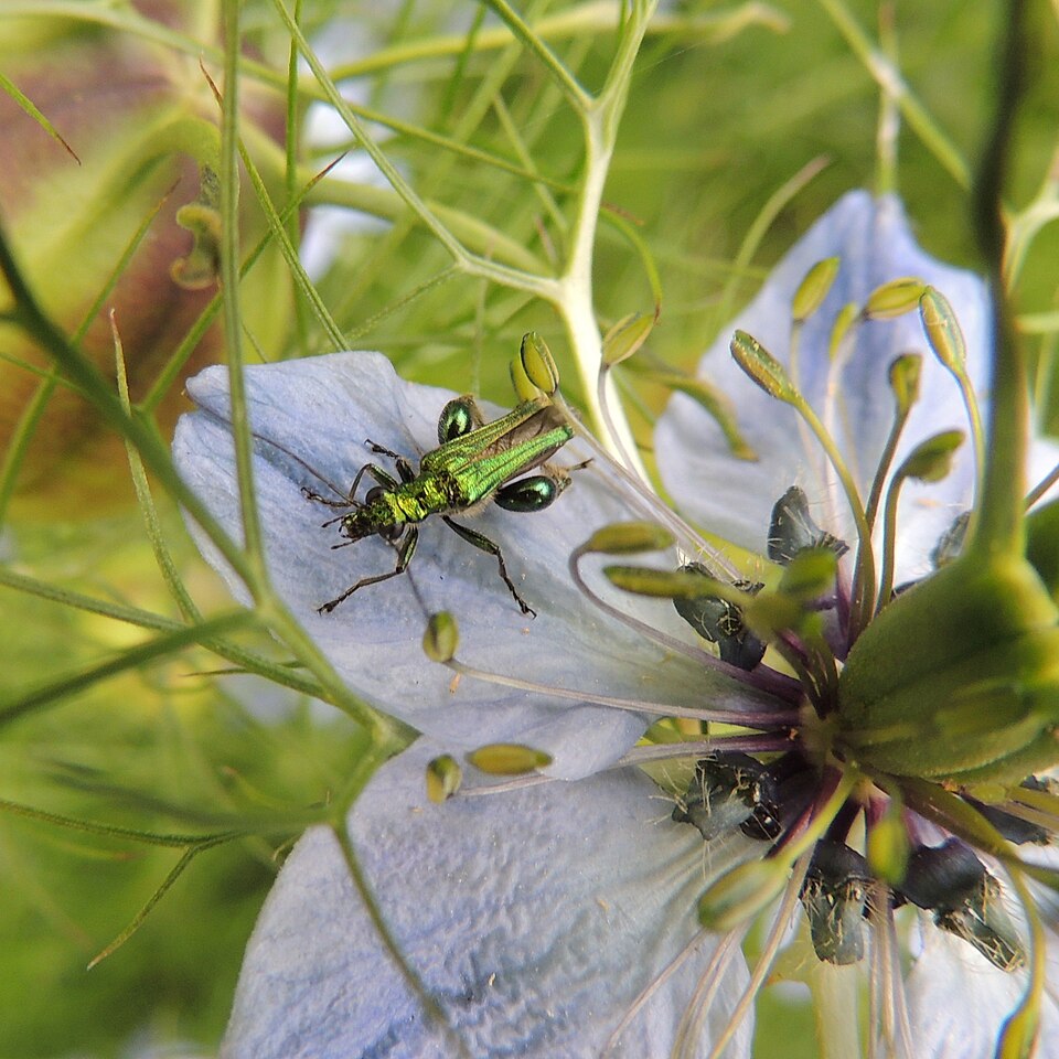 Nigella (Love-in-a-mist) (alternate view 4)