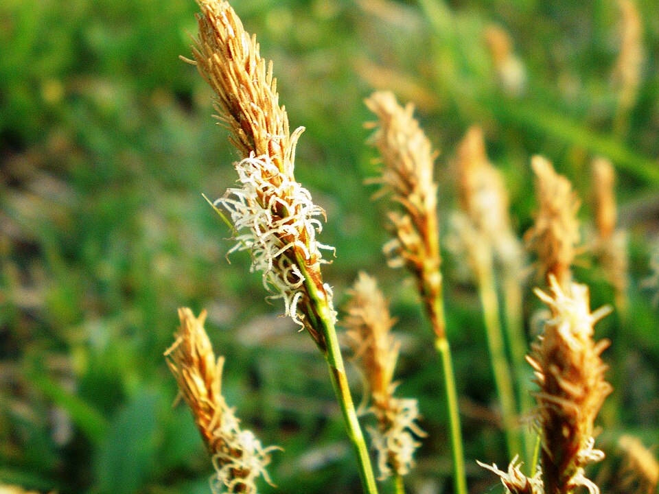 Carex caryophyllea (spring sedge)