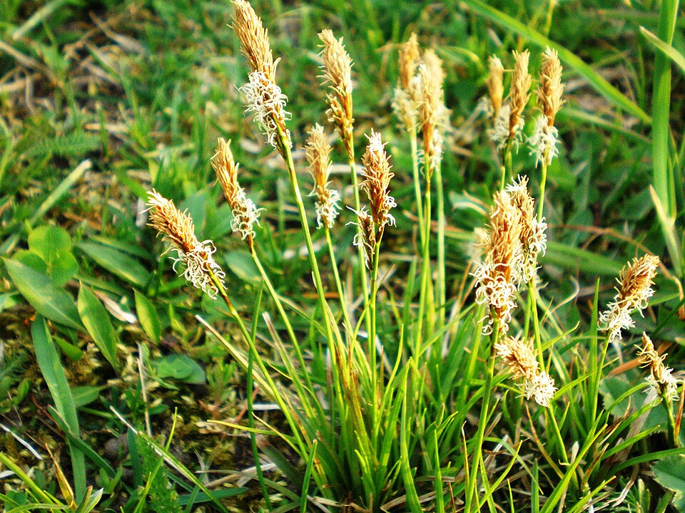 Carex caryophyllea (spring sedge)