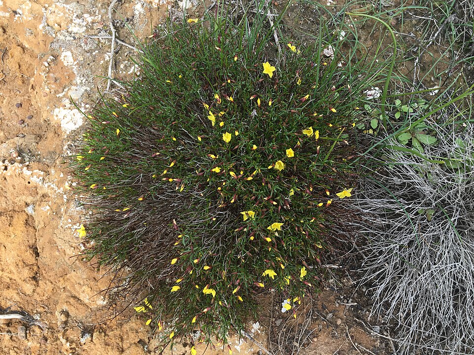 Crocanthemum (Frostweeds)