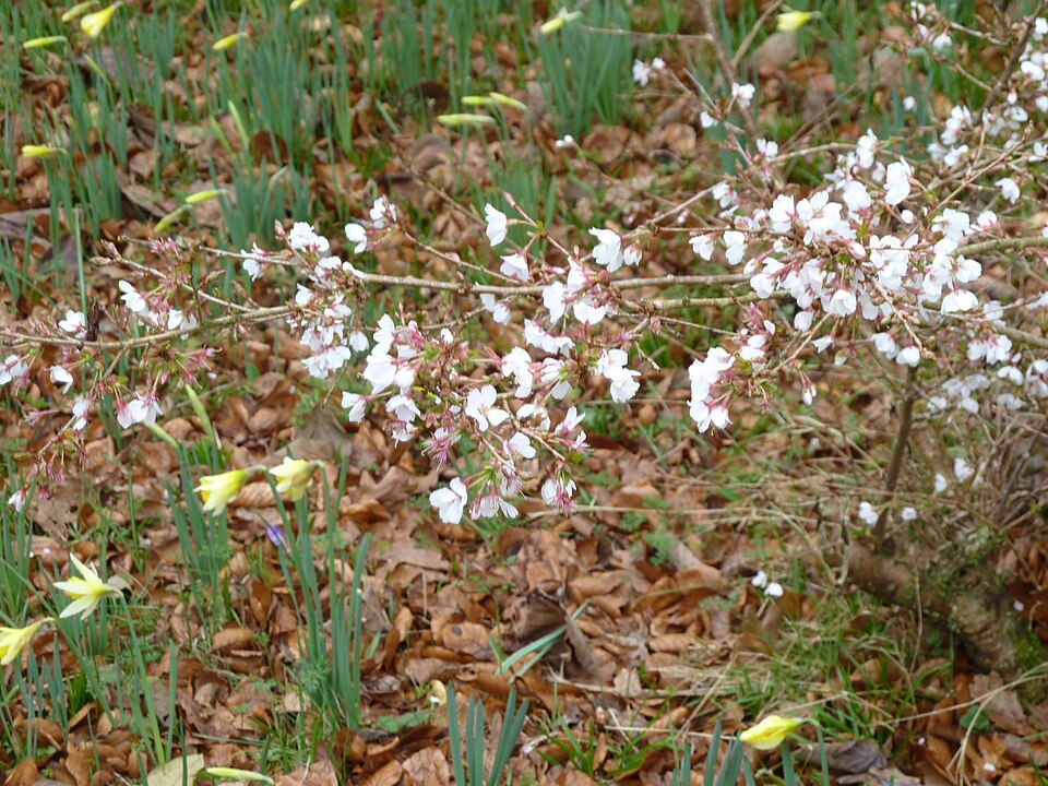Prunus subhirtella 'Autumnalis' (Autumn Cherry Tree) (alternate view 2)