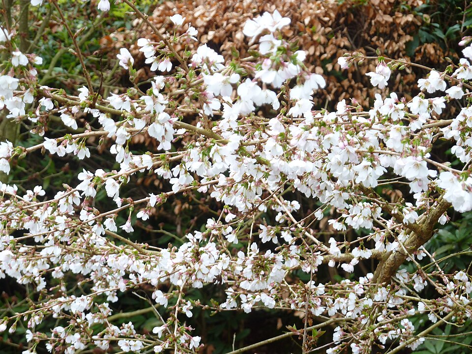 Prunus subhirtella 'Autumnalis' (Autumn Cherry Tree) (alternate view 3)