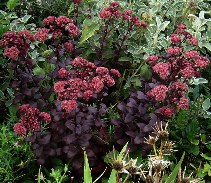 Sedum 'Purple Emperor' (Purple Emperor Stonecrop) (alternate view 2)
