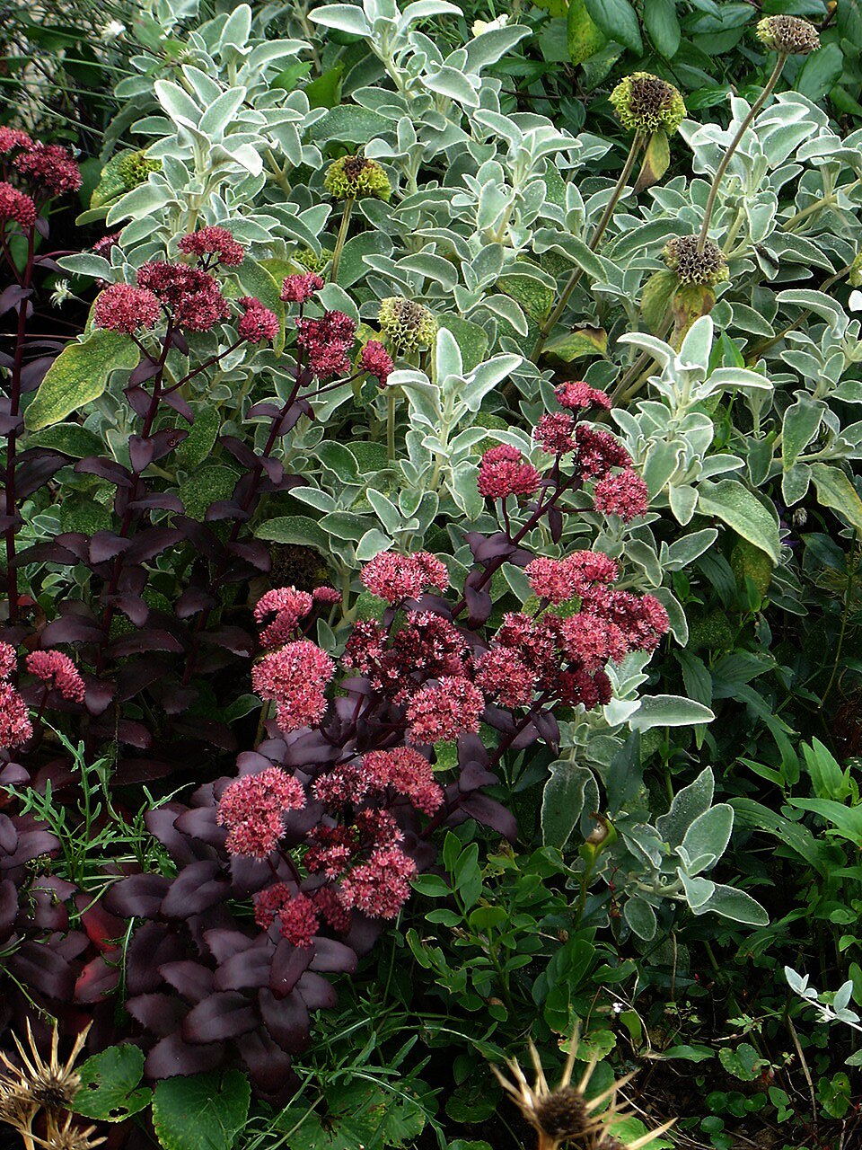 Sedum 'Purple Emperor' (Purple Emperor Stonecrop) (alternate view 3)