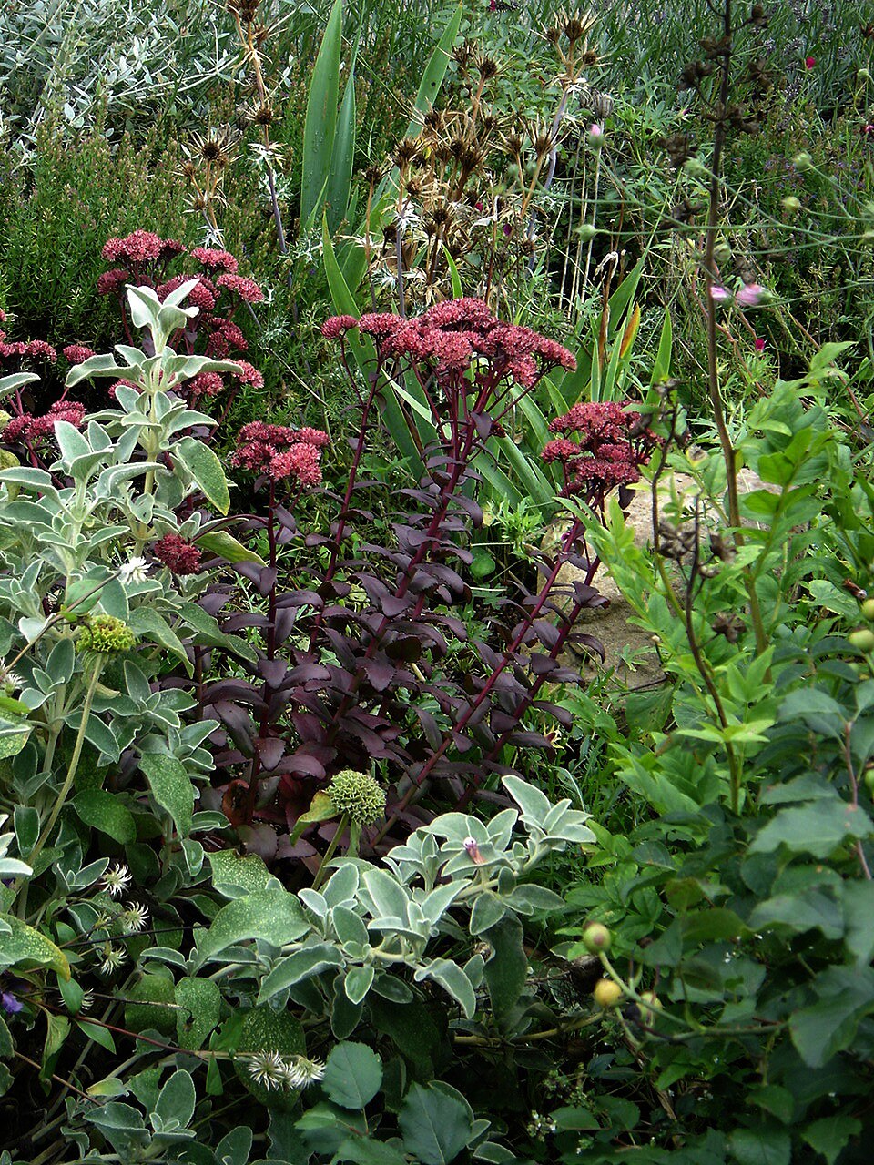 Sedum 'Purple Emperor' (Purple Emperor Stonecrop) (alternate view 4)