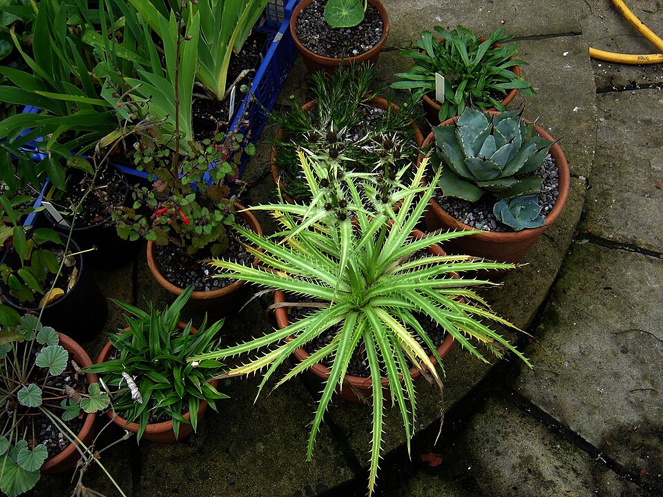 Eryngium (Eryngos) (alternate view 3)