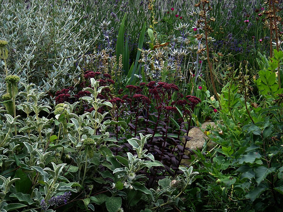 Sedum 'Purple Emperor' (Purple Emperor Stonecrop) (alternate view 5)